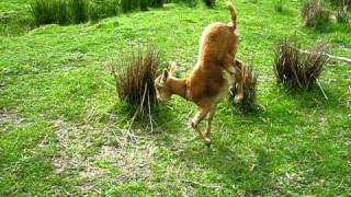 Crazy goat walking on 2 legs