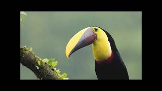 Il mondo degli uccelli: Yellow throated Toucan (Ramphastos ambiguus), pericolo di estinzione.