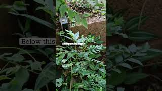 Curry leaf plant propagation | Baby curry leaf plants