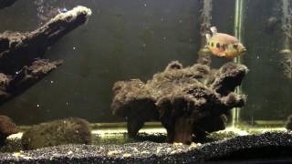 WC Hemichromis Fasciatus male update 1.11.2016