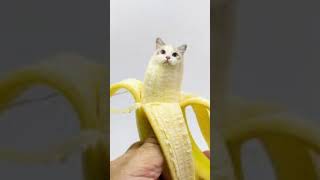 Banana cat! 🍌🐱🐈