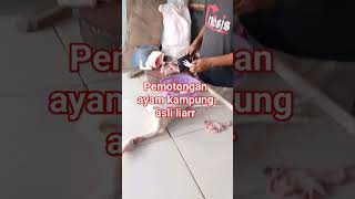 ayam kampung asli liarr