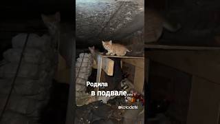 Нам нужна ваша помощь!💔Мы спасли четверых больных  котят из подвала, где они родились➡️ kotodetki.ru