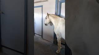 There's a lot of horsesing around going on in this Barn