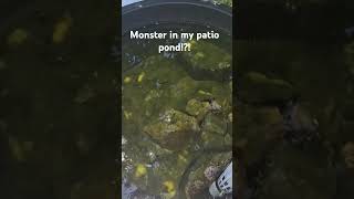 Patio pond monster #patiopond #fishpond #fish #goldfish #koipond #pets #pet #animals #animal #ponds