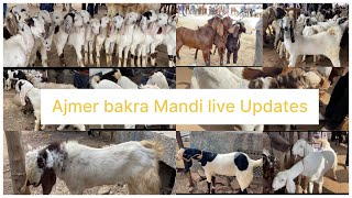 13JANUARY AJMER BAKRA MANDI LIVE UPDATES GOAT MARKET COVER WITH PRICE RAJASTHAN BIGGEST MANDi #viral