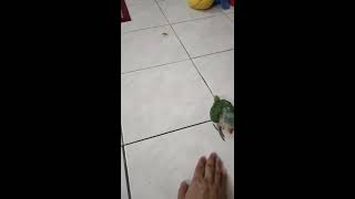 BURUNG ALEXANDRINE PARROT BERAK DI LANTAI !! #Shorts