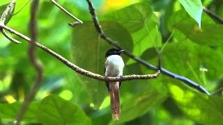 Seychelles Paradise Flycatcher Female