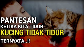 BIKIN NANGIS SEUMUR HIDUP..!! || Ini Yang Dilakukan Kucing Ketika Pemiliknya Tertidur Ternyata....!