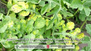 Вирус жёлтой карликовости тыквенных культур (Cucurbit yellow stunting disorder virus)