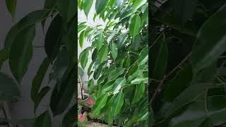 Balete Tree Update repotting after two Years