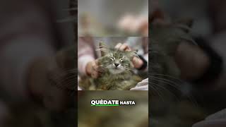 Elimina el Olor a Orina de Gato de Forma Sencilla