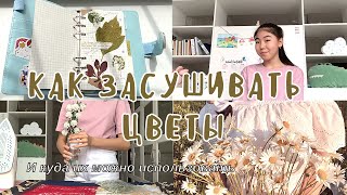 Как засушить сухоцветы 🌿| куда можно использовать