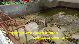 Penangkaran buaya H ISAM BATULICIN - TANAH BUMBU-KALSEL