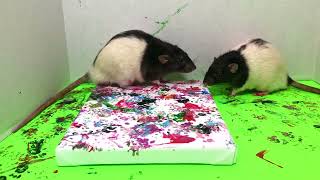 Training My Rats To Paint 🎨