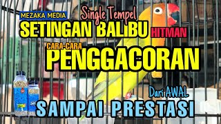 PENGGACORAN BALIBU Dari AWAL SAMPAI PRESTASI