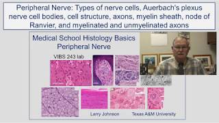 Peripheral Nerve- Types of Nerve, Auerbach's plexus, nerve cell bodies, cell structure, axons, myel