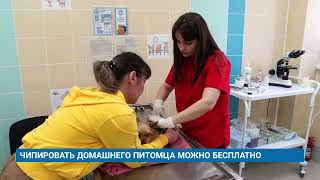 ЧИПИРОВАТЬ ДОМАШНЕГО ПИТОМЦА МОЖНО БЕСПЛАТНО