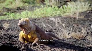 הרב יוסף מזרחי - הוכחה מוחלטת שיש בורא לעולם והתורה אמת!   מפריס פרסה ומעלה גרה