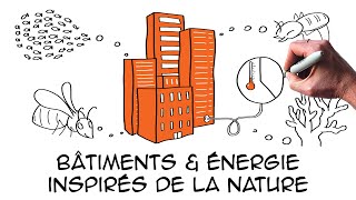 Biomimétisme: 5 exemples pour combattre le réchauffement climatique | Architecture Energie Ecologie