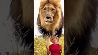 o leão  velho #loin #lion #animals #loinking #lioness