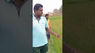 thaivan spary #farming