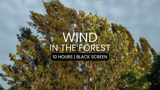 Rain and Wind in the Forest | Sound for sleep and relaxation | 10 hours Black Screen