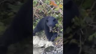 Black bear along the river / Ours noir le long de la rivière #wildlife #canada #bear #ours