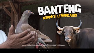 KISAH PERJALANAN MERPATI FENOMENAL ASAL BREBES | BANTENG