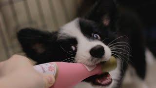 BORDER COLLIE PUPPY - 2 MONTHS \\ USEFUL and EASY TRICKS !