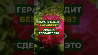 Герань зацветет сделайте это #цветы #сад