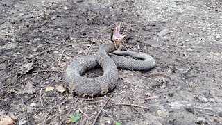 Snake Road 2023 Spring Migration - Hiking Up in the Bluffs