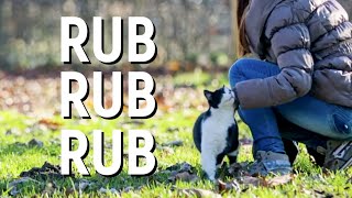 Why Cats Rub Their Bodies Against Everything