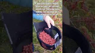 Buckets of Tasty Berries Where All Can Find Them! #invasivespecies #urbanagriculture #wildedibles