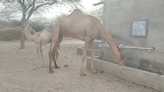 Camel Baby and her Mother drinking water