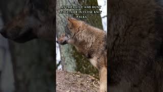 Wonders of the Wild Unveiling the Mysterious World of Wolves Wildlife Documentary