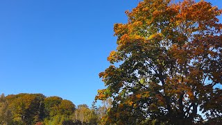 241017 Torsdag (1) Efterår i Legeparken (2) Gram Lergrav (3) De første konger