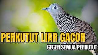 Gokil! Perkutut Langsung Gacor Panggil Lawan Bunyi