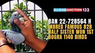 🇧🇩 BAN22-728564 H✨Inbred Famous 828✨Half sister won 1st Bogra 1140 birds✨✨💰SOLD OUT: ৳ 16,500✨