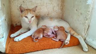 Well, sleeping on milk cutest baby kittens