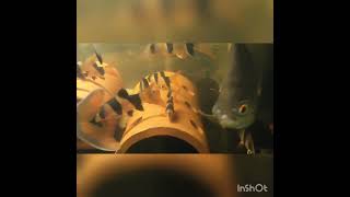 Clown Loaches