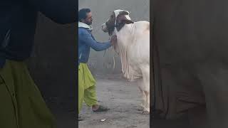 Huseen Bachra 😍 Masha Allah #subscribe #2024 #shoq #cattlefarming #cattles #vlog #bachray