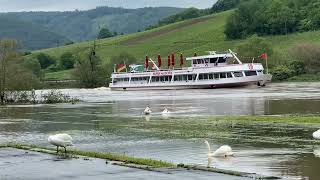 Viel Wasser in der Mosel 24. Mai 2024