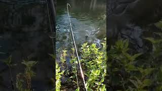 Preview May/June Ohio creek fishing Big Darby