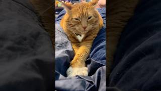 Naughty human with cat#funnyvideo #funny #pets #usa #catvideos #animals #cats