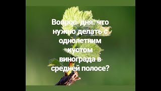 Однолетний куст винограда) что нужно делать с ним осенью в Татарстане?