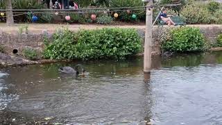 Dawlish Black Swans