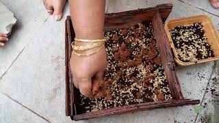 Coriander seeds planting