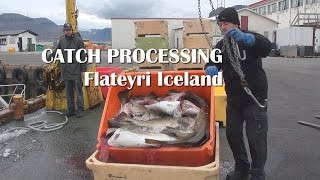 Fish processing in Iceland Cod fishing in Flateyri