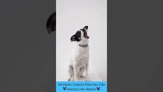 Alimento Saudável para Cachorro [Eles irão Amar] #shorts